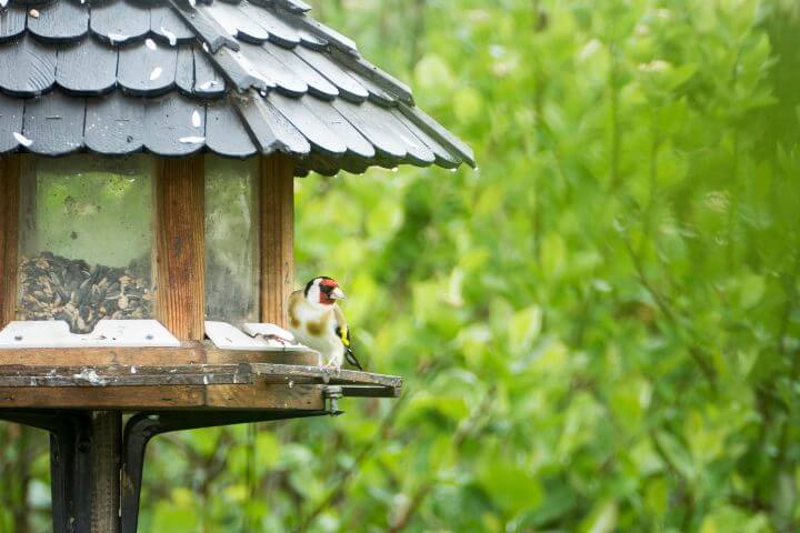 Bird watching with security cameras on feeder Bird watching with security cameras on feeder