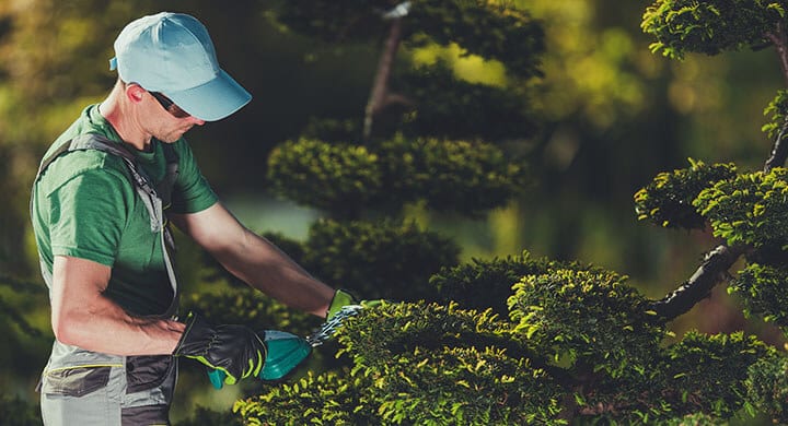 men shaping garden trees men shaping garden trees